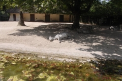 Frankfurter-Zoo2014-61
