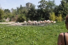 Frankfurter-Zoo2014-62