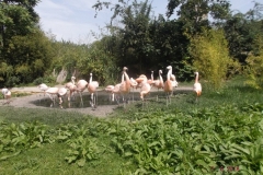 Frankfurter-Zoo2014-63