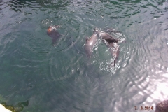 Frankfurter-Zoo2014-64