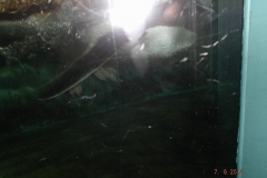 Frankfurter-Zoo2014-69