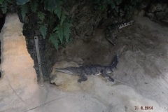 Frankfurter-Zoo2014-70