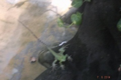 Frankfurter-Zoo2014-72